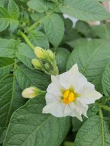 팜모닝 감자·자유게시판 게시글 이미지