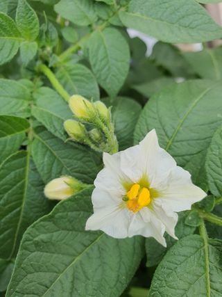 판넬공작사님의 감자 · 자유게시판 작성글 사진