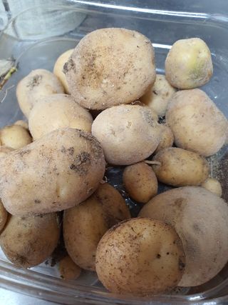 판넬공작사님의 감자 · 자유게시판 작성글 사진