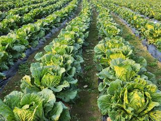 손정아님의 11월 내 작물 자랑하기 · 참여글 작성글 사진