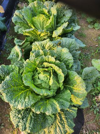 손정아님의 11월 내 작물 자랑하기 · 참여글 작성글 사진