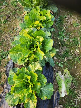 손정아님의 11월 내 작물 자랑하기 · 참여글 작성글 사진