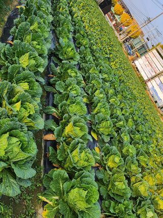 손정아님의 11월 내 작물 자랑하기 · 참여글 작성글 사진