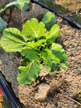 손정아님의 11월 내 작물 자랑하기 · 참여글 작성글 사진