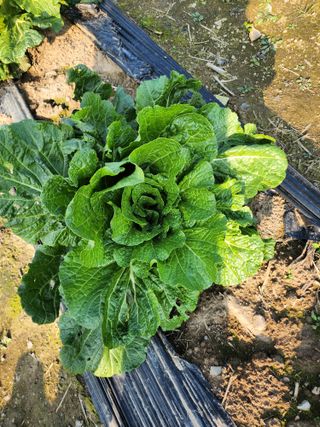 손정아님의 11월 내 작물 자랑하기 · 참여글 작성글 사진