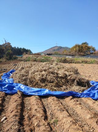 콩나라최여순님의 11월 내 작물 자랑하기 · 참여글 작성글 사진