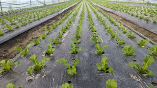 김형진님의 11월 내 작물 자랑하기 · 참여글 작성글 사진