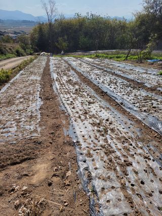 실버농부님의 11월 내 작물 자랑하기 · 참여글 작성글 사진