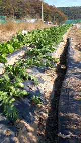 팜모닝 배추·영농일지 게시글 이미지