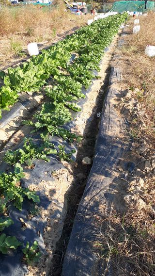 오정식님의 배추 · 영농일지 작성글 사진