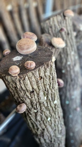 모실표고님의 11월 내 작물 자랑하기 · 참여글 작성글 사진