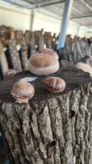 모실표고님의 11월 내 작물 자랑하기 · 참여글 작성글 사진