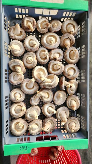 모실표고님의 11월 내 작물 자랑하기 · 참여글 작성글 사진