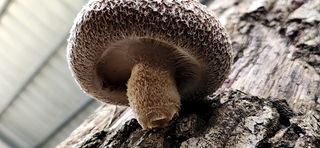 모실표고님의 11월 내 작물 자랑하기 · 참여글 작성글 사진