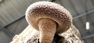 모실표고님의 11월 내 작물 자랑하기 · 참여글 작성글 사진