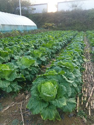 샤이니바다님의 11월 내 작물 자랑하기 · 참여글 작성글 사진