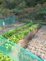 팜모닝 11월 내 작물 자랑하기·참여글 게시글 이미지