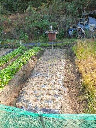 와룡농장님의 11월 내 작물 자랑하기 · 참여글 작성글 사진