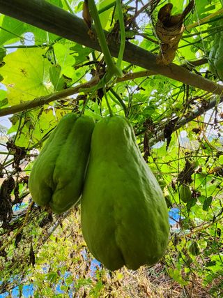 김영옥님의 11월 내 작물 자랑하기 · 참여글 작성글 사진