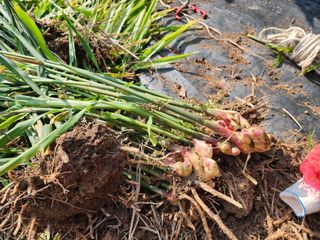 김영옥님의 11월 내 작물 자랑하기 · 참여글 작성글 사진