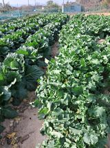 팜모닝 11월 내 작물 자랑하기·참여글 게시글 이미지