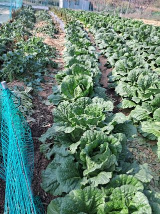 김재희님의 11월 내 작물 자랑하기 · 참여글 작성글 사진