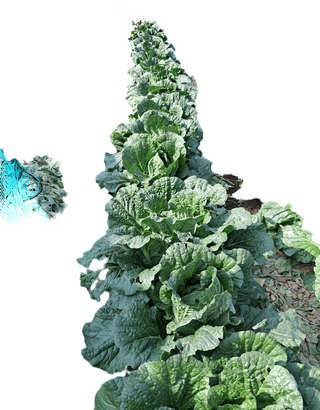 김재희님의 11월 내 작물 자랑하기 · 참여글 작성글 사진