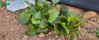 조미숙님의 11월 내 작물 자랑하기 · 참여글 작성글 사진