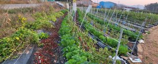 조미숙님의 11월 내 작물 자랑하기 · 참여글 작성글 사진