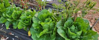 조미숙님의 11월 내 작물 자랑하기 · 참여글 작성글 사진