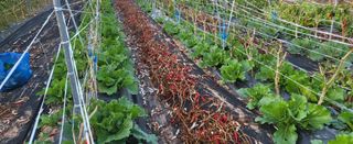 조미숙님의 11월 내 작물 자랑하기 · 참여글 작성글 사진