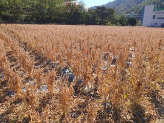 반디불 농원님의 11월 내 작물 자랑하기 · 참여글 작성글 사진