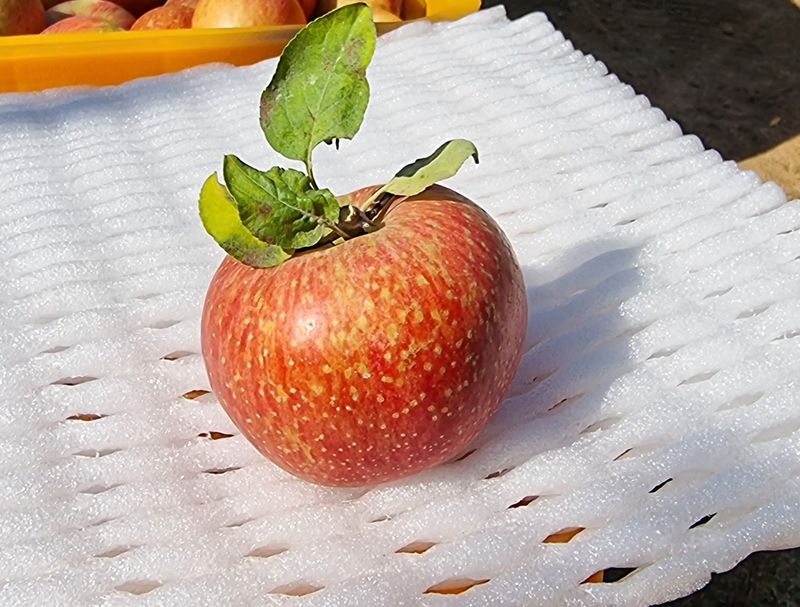 장터 상품 [미안마부사 사과즙 ] 썸네일