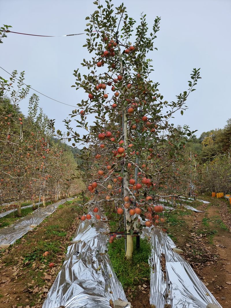 호랑이와인성이님의 장터 판매 상품 [미안마부사 사과즙 ] 첨부 사진
