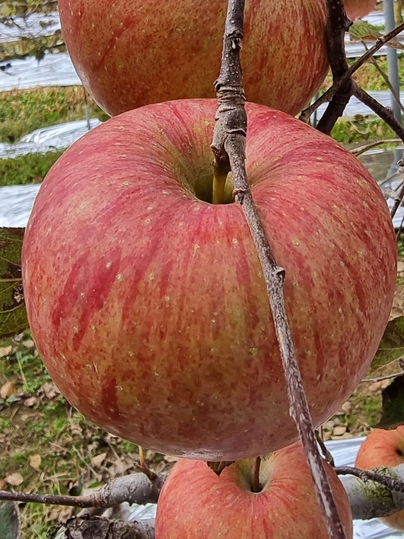 호랑이와인성이님의 장터 판매 상품 [미안마부사 사과즙 ] 첨부 사진