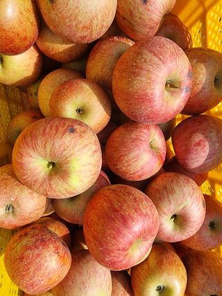 호랑이와인성이님의 작성글 사진