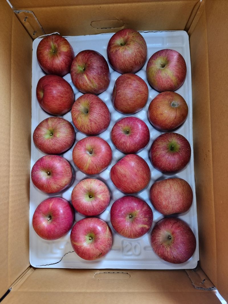 호랑이와인성이님의 장터 판매 상품 [미안마부사 5~10kg한정판매] 첨부 사진