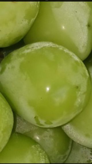 혁이네농원님의 11월 내 작물 자랑하기 · 참여글 작성글 사진