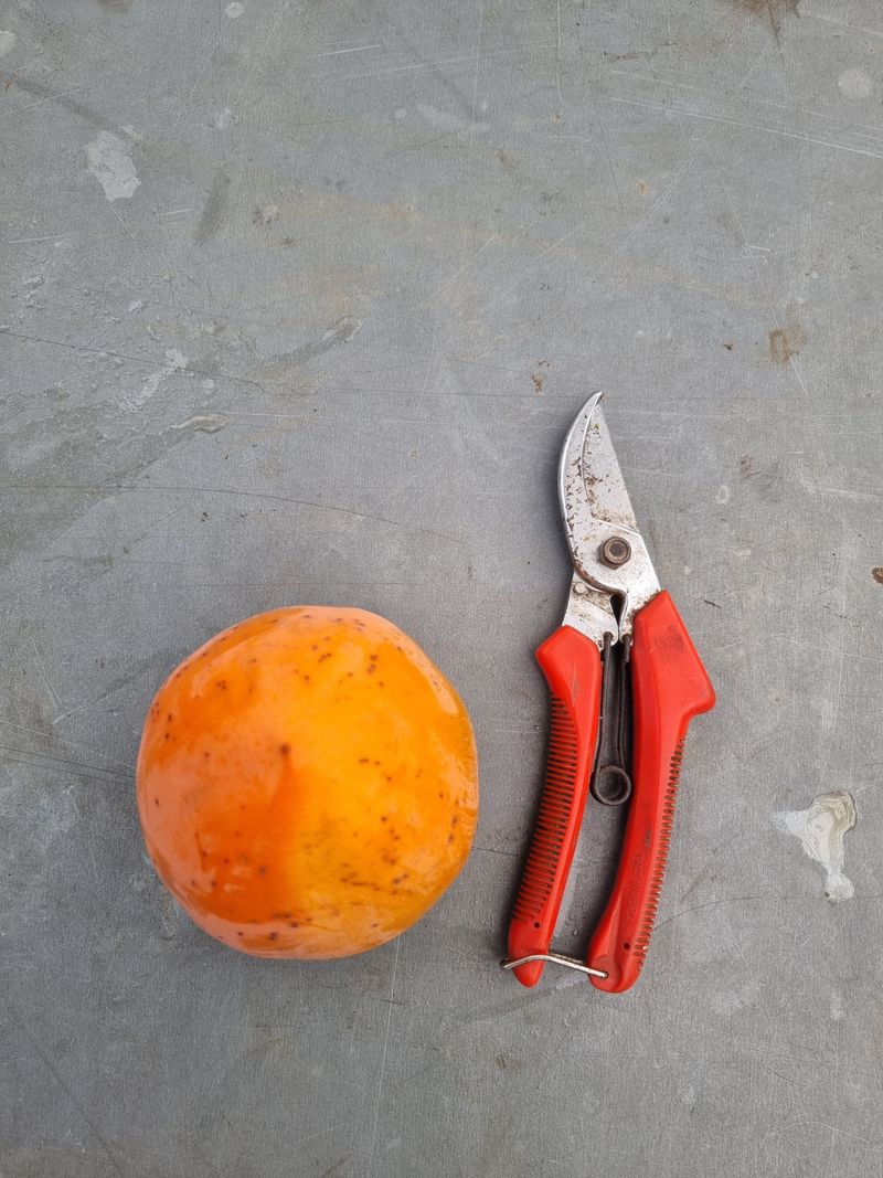 장터 상품 [대봉감] 썸네일