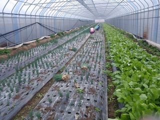 콩나라최여순님의 11월 내 작물 자랑하기 · 참여글 작성글 사진