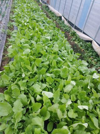 콩나라최여순님의 11월 내 작물 자랑하기 · 참여글 작성글 사진