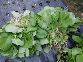 콩나라최여순님의 11월 내 작물 자랑하기 · 참여글 작성글 사진