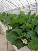 팜모닝 11월 내 작물 자랑하기·참여글 게시글 이미지