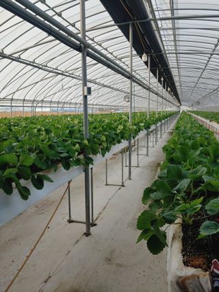 전성란님의 11월 내 작물 자랑하기 · 참여글 작성글 사진