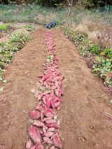 팜모닝 11월 내 작물 자랑하기·참여글 게시글 이미지