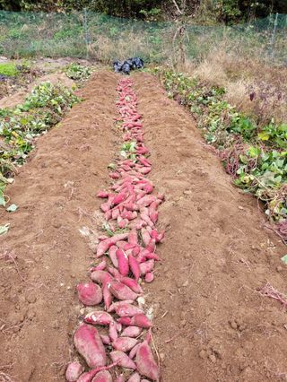 정영란님의 11월 내 작물 자랑하기 · 참여글 작성글 사진