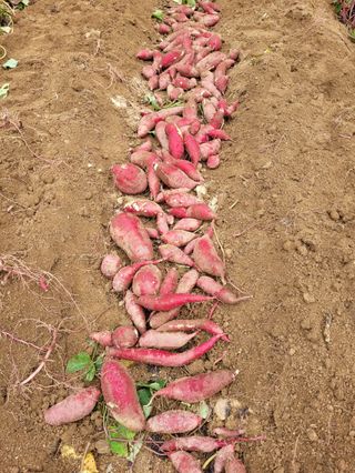 정영란님의 11월 내 작물 자랑하기 · 참여글 작성글 사진