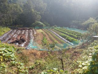 서애 기원님의 11월 내 작물 자랑하기 · 참여글 작성글 사진