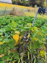 팜모닝 11월 내 작물 자랑하기·참여글 게시글 이미지