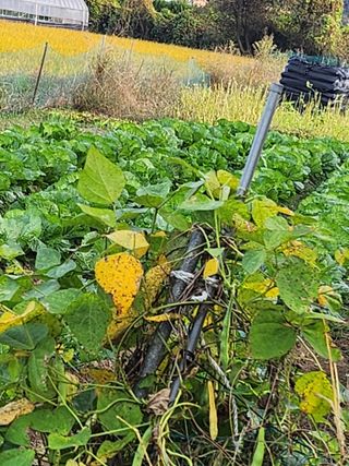 이기원 님의 11월 내 작물 자랑하기 · 참여글 작성글 사진